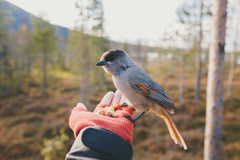 Finnland, Finland, Natur, Outdoor, Lagerfeuer, Sport, Angeln, Wald, See, Kajak, Haus, Zelt, Beeren, Nordlichter, Blog, Skandinavien
