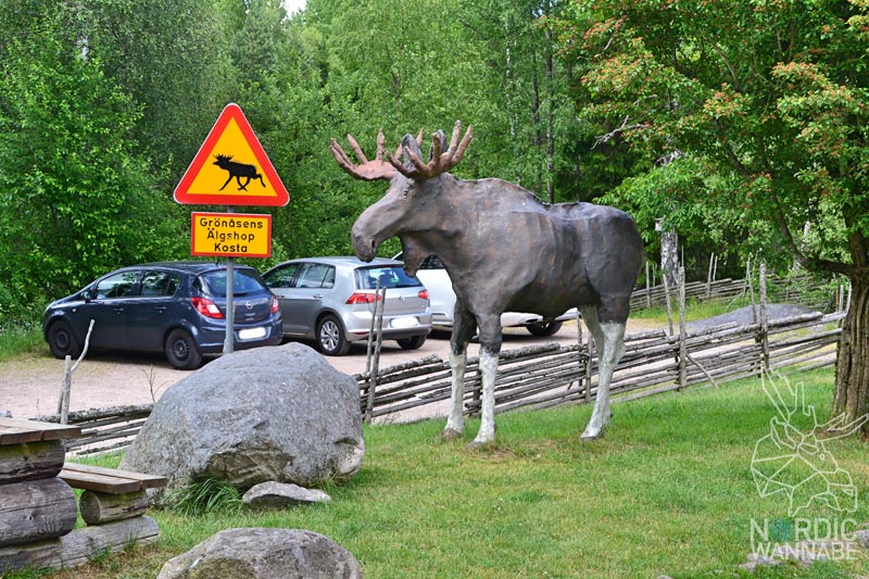 Elchpark Schweden, Grönåsen, Elche, Schweden, Skandinavien, Elche anfassen, BlogElchpark Schweden, Grönåsen, Elche, Schweden, Skandinavien, Elche anfassen, Blog