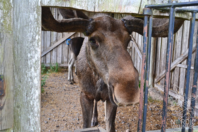 Elchpark Schweden, Grönåsen, Elche, Schweden, Skandinavien, Elche anfassen, Blog