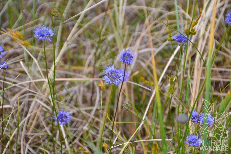 Sandhammeren, Schönster Strand, Sachwaden, Blog, Skandinavien