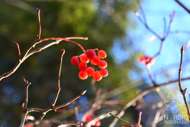 Schweden, typisch schwedisch, Landschaft, Blog, Skandinavien, See, Wald, Natur, Beeren, Rote H&auml;user, Schwedenhaus, Elch