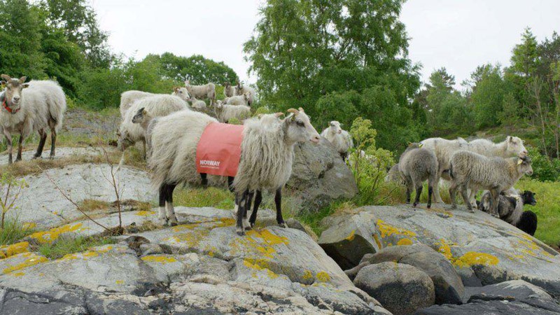 Norwegen, Schaf, Urlaub, Blog, Skandinavien , Natur, Botschafter