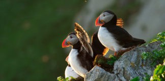 Papageientaucher, Norwegen, Beobachten, Norwegen, Blog, Skandinavien, Wo