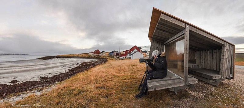 Biotope, Papageientaucher, Norwegen, Beobachten, Norwegen, Blog, Skandinavien, Wo