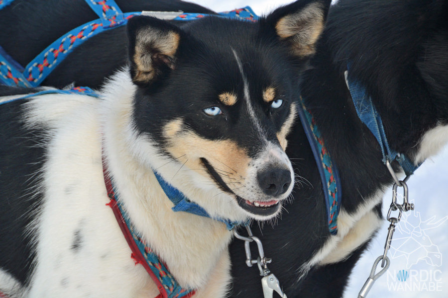 Huskies, Schlittenhunde, Tromso, Tromsø Safari, Farm, Rentiere, Schlittenhund, AIDAcara, Kreuzfahrt, Norwegen, Nordnorwegen, Skandinavien, Blog, Blogger, Schnee, Berge, Streicheln,
