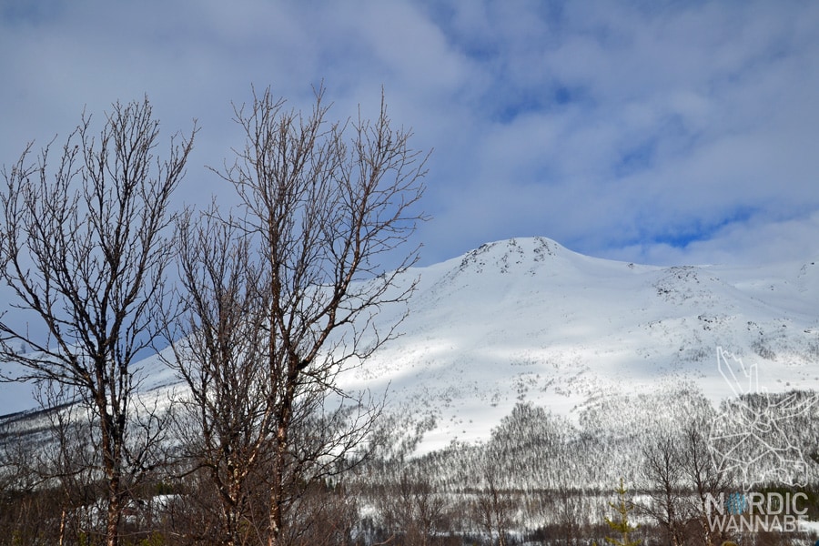 Huskies, Schlittenhunde, Tromso, Tromsø Safari, Farm, Rentiere, Schlittenhund, AIDAcara, Kreuzfahrt, Norwegen, Nordnorwegen, Skandinavien, Blog, Blogger, Schnee, Berge, Streicheln, 
