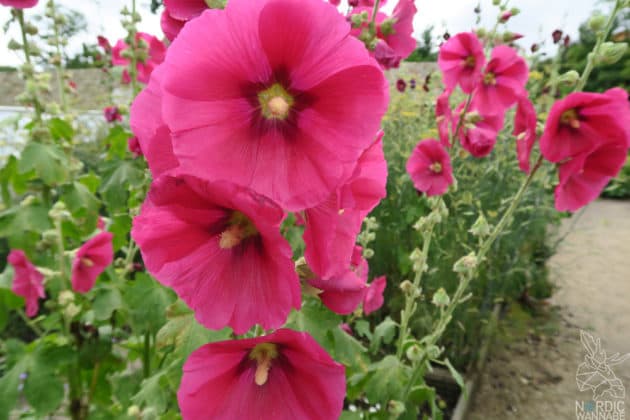 Reise, Urlaub, Erfahrungen, Aarhus, &Aring;rhus, Visitaarhus, CABINN, K&auml;hler, Royal Copenhagen, La Cabra, Shopping, Einkaufen, Hotel, &Uuml;bernachten, Reisetipps, Reisebericht, Streetfood Market, Hygge, Bolia, Plastik Boy, Regenbogen, Regnbogengang, Aros, Den Gamle By, Krake, Botanischer Garten, Dok1, Dome of Visions, Bruins Galleri, Sinnerup,