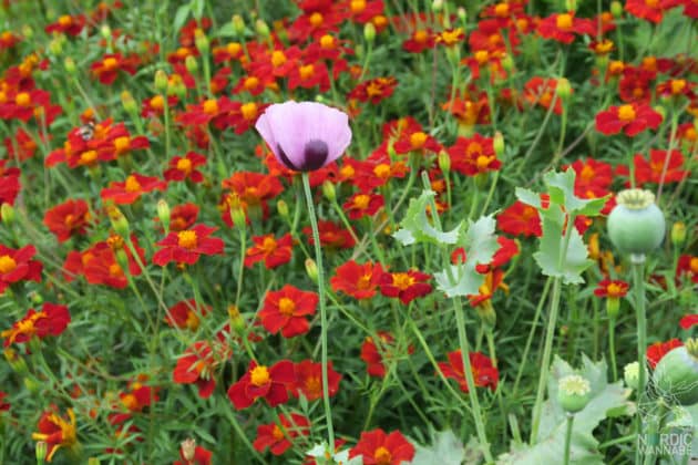 Reise, Urlaub, Erfahrungen, Aarhus, &Aring;rhus, Visitaarhus, CABINN, K&auml;hler, Royal Copenhagen, La Cabra, Shopping, Einkaufen, Hotel, &Uuml;bernachten, Reisetipps, Reisebericht, Streetfood Market, Hygge, Bolia, Plastik Boy, Regenbogen, Regnbogengang, Aros, Den Gamle By, Krake, Botanischer Garten, Dok1, Dome of Visions, Bruins Galleri, Sinnerup,