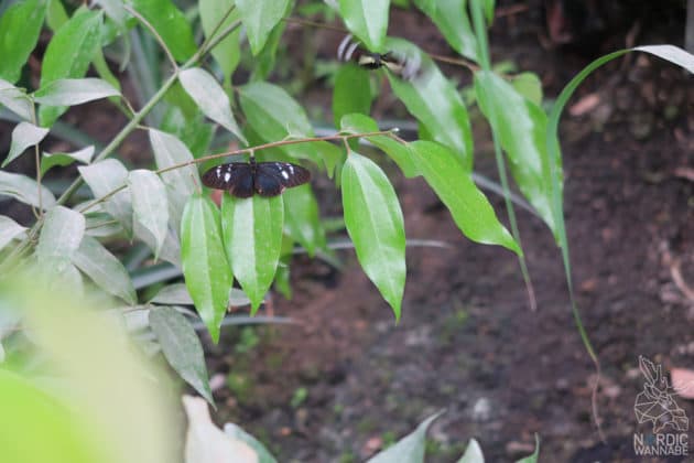 Reise, Urlaub, Erfahrungen, Aarhus, &Aring;rhus, Visitaarhus, CABINN, K&auml;hler, Royal Copenhagen, La Cabra, Shopping, Einkaufen, Hotel, &Uuml;bernachten, Reisetipps, Reisebericht, Streetfood Market, Hygge, Bolia, Plastik Boy, Regenbogen, Regnbogengang, Aros, Den Gamle By, Krake, Botanischer Garten, Dok1, Dome of Visions, Bruins Galleri, Sinnerup,