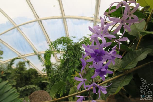 Reise, Urlaub, Erfahrungen, Aarhus, &Aring;rhus, Visitaarhus, CABINN, K&auml;hler, Royal Copenhagen, La Cabra, Shopping, Einkaufen, Hotel, &Uuml;bernachten, Reisetipps, Reisebericht, Streetfood Market, Hygge, Bolia, Plastik Boy, Regenbogen, Regnbogengang, Aros, Den Gamle By, Krake, Botanischer Garten, Dok1, Dome of Visions, Bruins Galleri, Sinnerup,