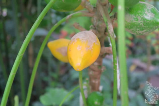 Reise, Urlaub, Erfahrungen, Aarhus, &Aring;rhus, Visitaarhus, CABINN, K&auml;hler, Royal Copenhagen, La Cabra, Shopping, Einkaufen, Hotel, &Uuml;bernachten, Reisetipps, Reisebericht, Streetfood Market, Hygge, Bolia, Plastik Boy, Regenbogen, Regnbogengang, Aros, Den Gamle By, Krake, Botanischer Garten, Dok1, Dome of Visions, Bruins Galleri, Sinnerup,