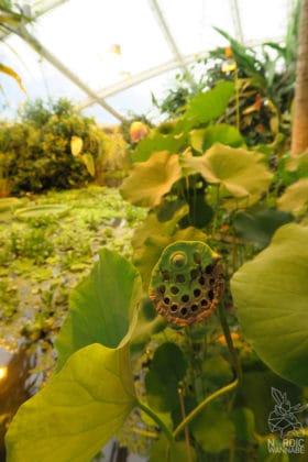 Reise, Urlaub, Erfahrungen, Aarhus, &Aring;rhus, Visitaarhus, CABINN, K&auml;hler, Royal Copenhagen, La Cabra, Shopping, Einkaufen, Hotel, &Uuml;bernachten, Reisetipps, Reisebericht, Streetfood Market, Hygge, Bolia, Plastik Boy, Regenbogen, Regnbogengang, Aros, Den Gamle By, Krake, Botanischer Garten, Dok1, Dome of Visions, Bruins Galleri, Sinnerup,