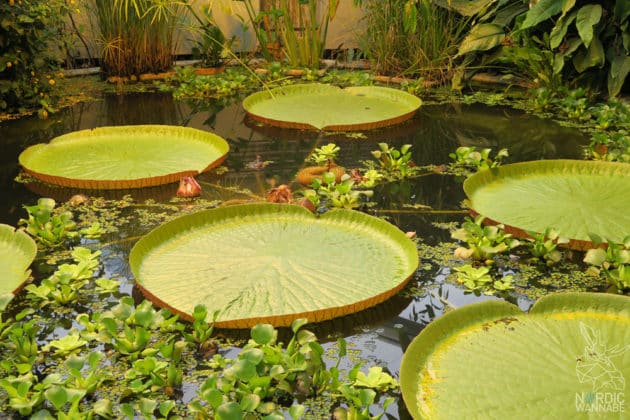 Reise, Urlaub, Erfahrungen, Aarhus, &Aring;rhus, Visitaarhus, CABINN, K&auml;hler, Royal Copenhagen, La Cabra, Shopping, Einkaufen, Hotel, &Uuml;bernachten, Reisetipps, Reisebericht, Streetfood Market, Hygge, Bolia, Plastik Boy, Regenbogen, Regnbogengang, Aros, Den Gamle By, Krake, Botanischer Garten, Dok1, Dome of Visions, Bruins Galleri, Sinnerup,