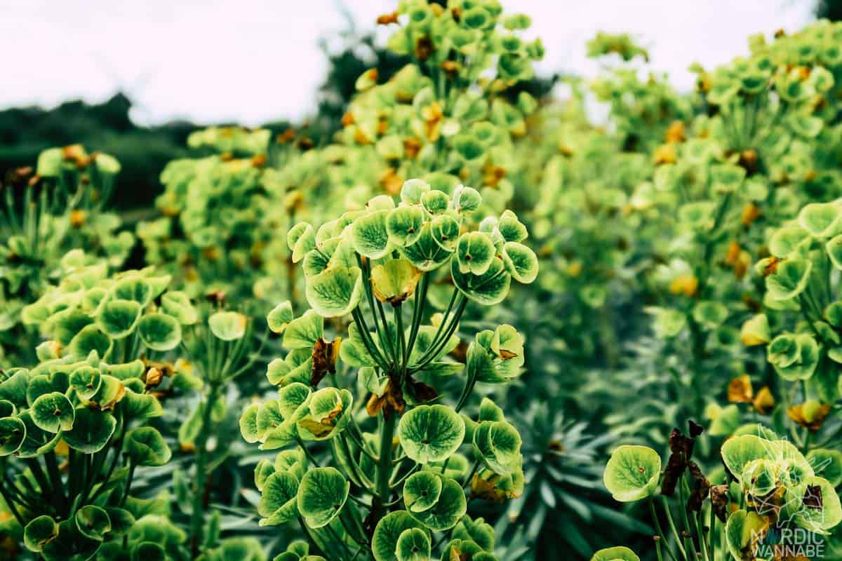 Malmö, Schweden, Sehenswürdigkeiten, Shopping, Schwedisch, Schweden Blog, Malmö Restaurants, Malmö Hotel, Tipps in Malmö, Fika, Turning Torso