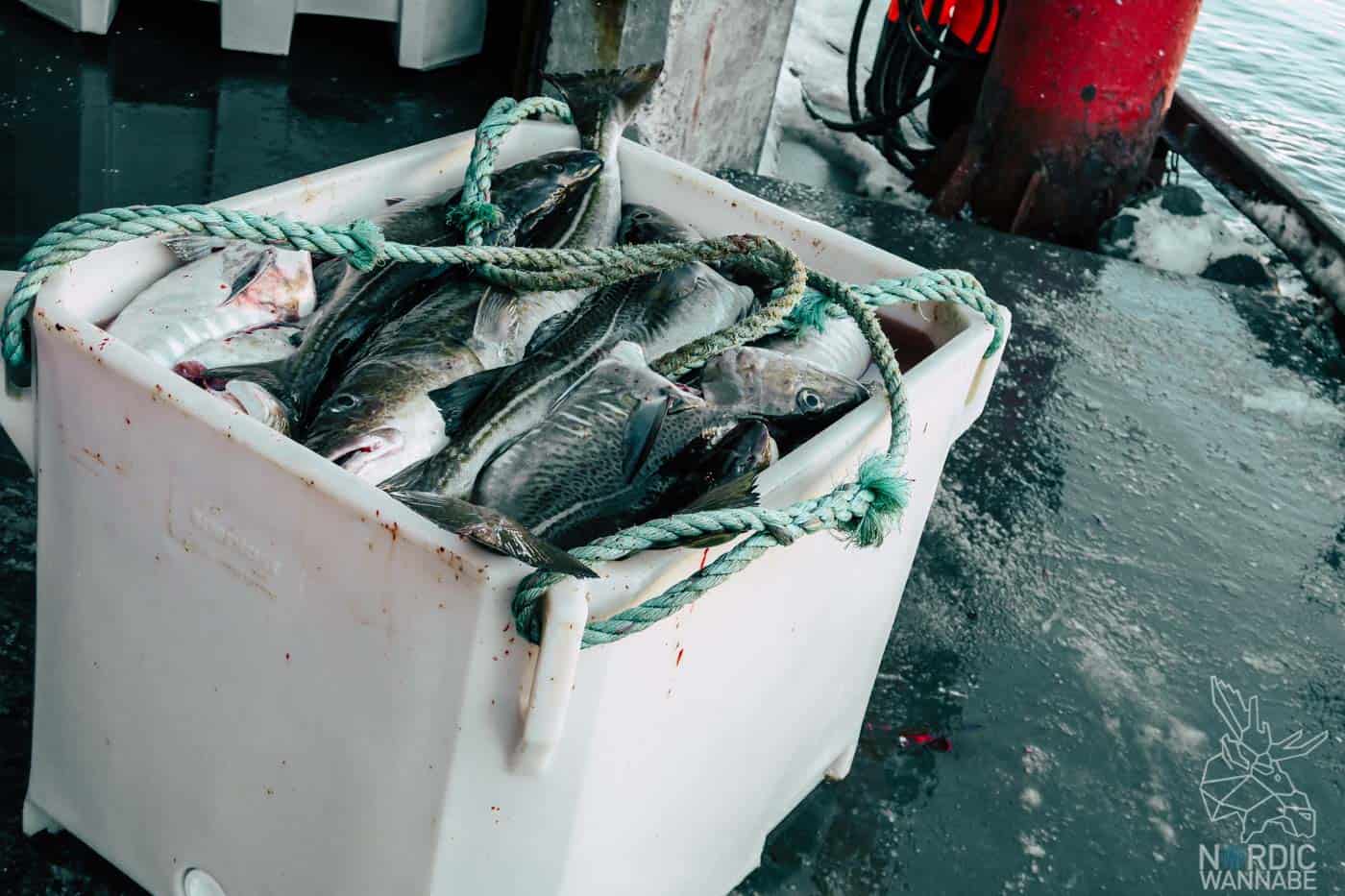 Lofoten, Skrei, Norwegen