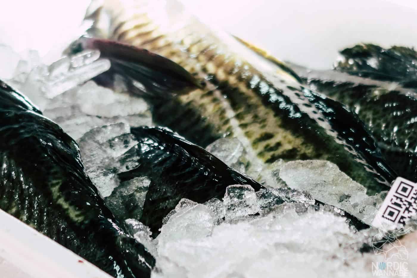 Lofoten, Skrei, Norwegen