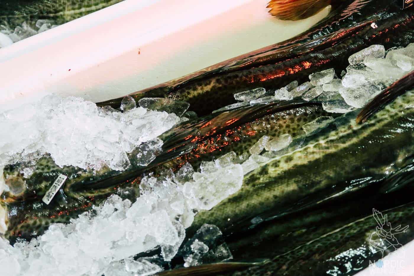 Lofoten, Skrei, Norwegen