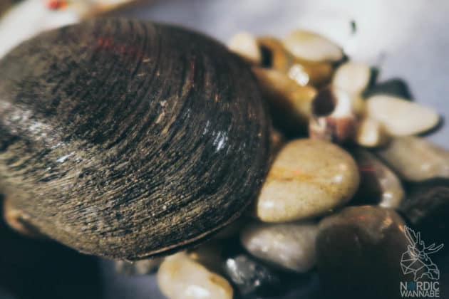 Lofoten, Skrei, Norwegen
