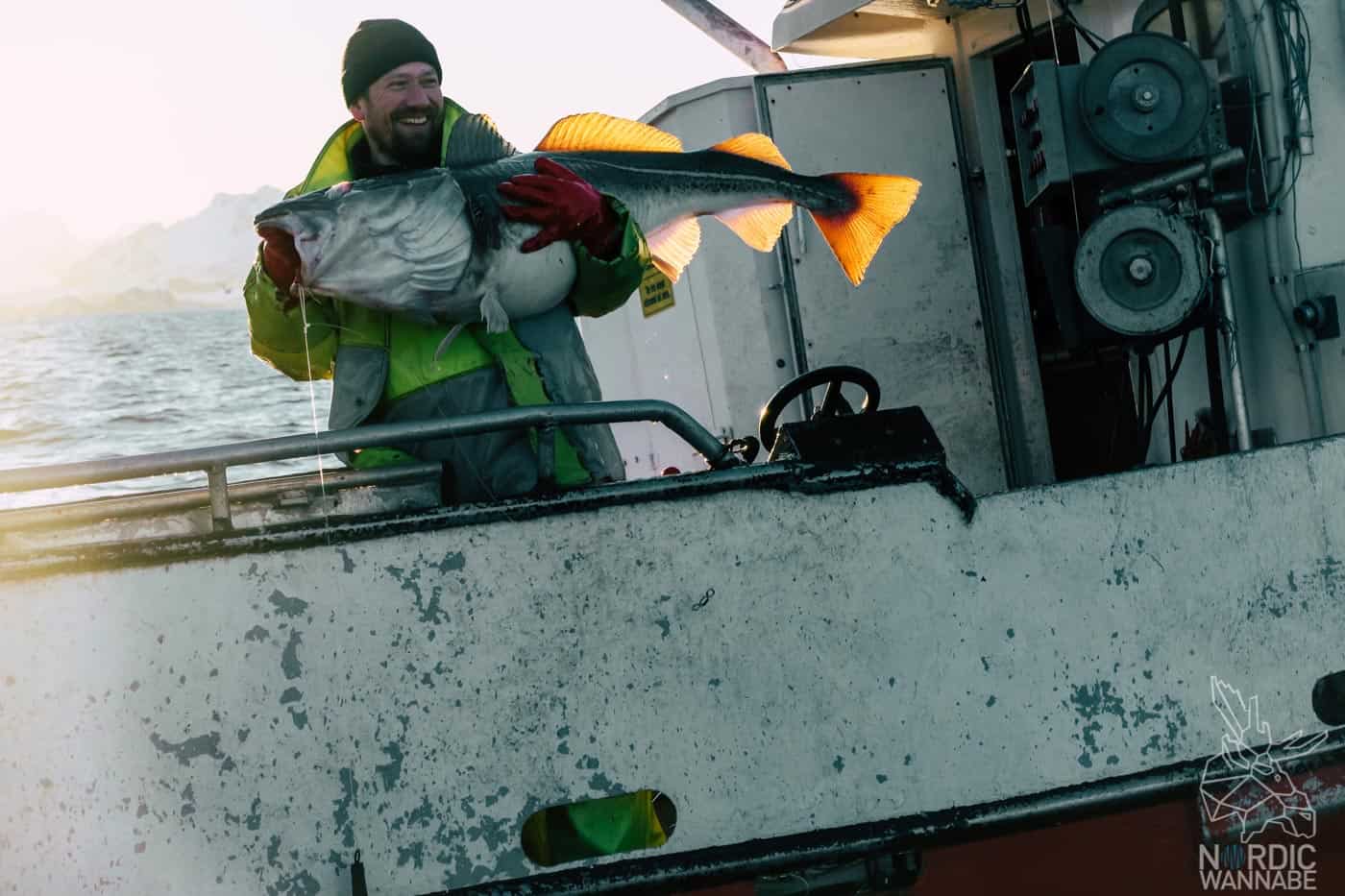 Lofoten, Skrei, Norwegen