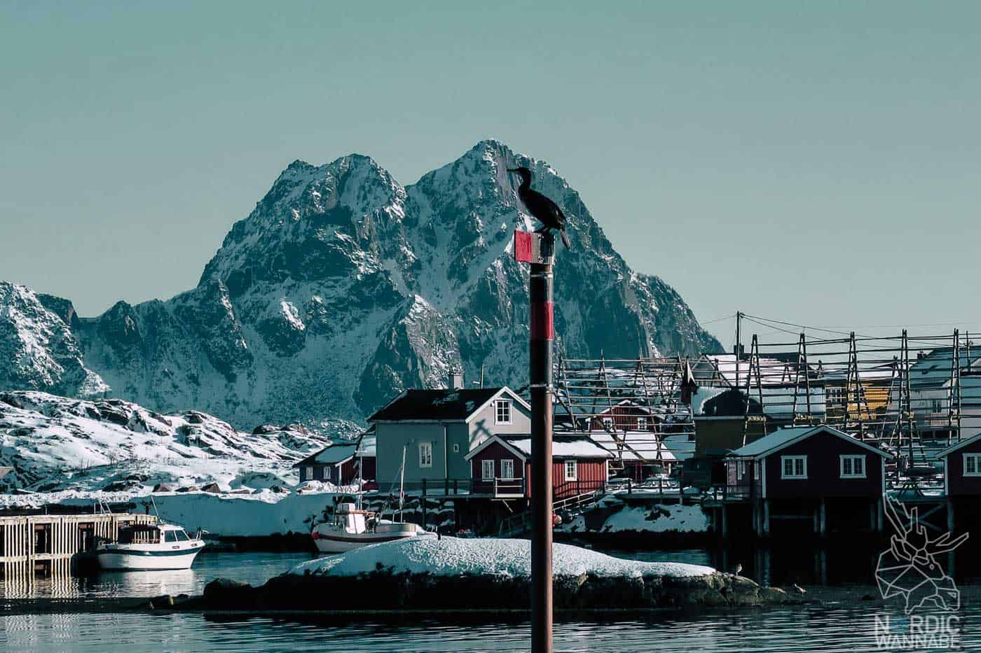 Lofoten, Skrei, Norwegen