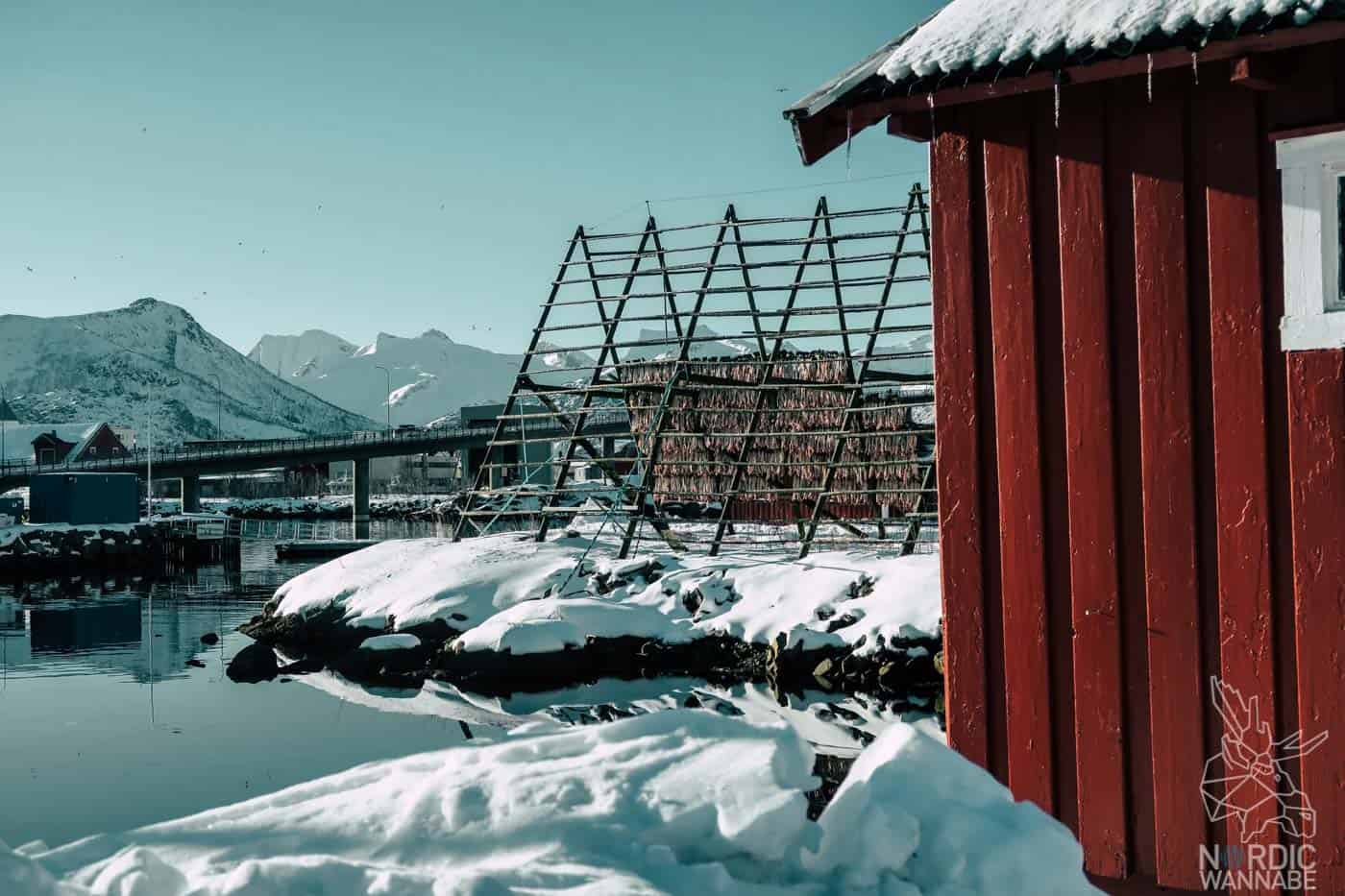 Lofoten, Skrei, Norwegen