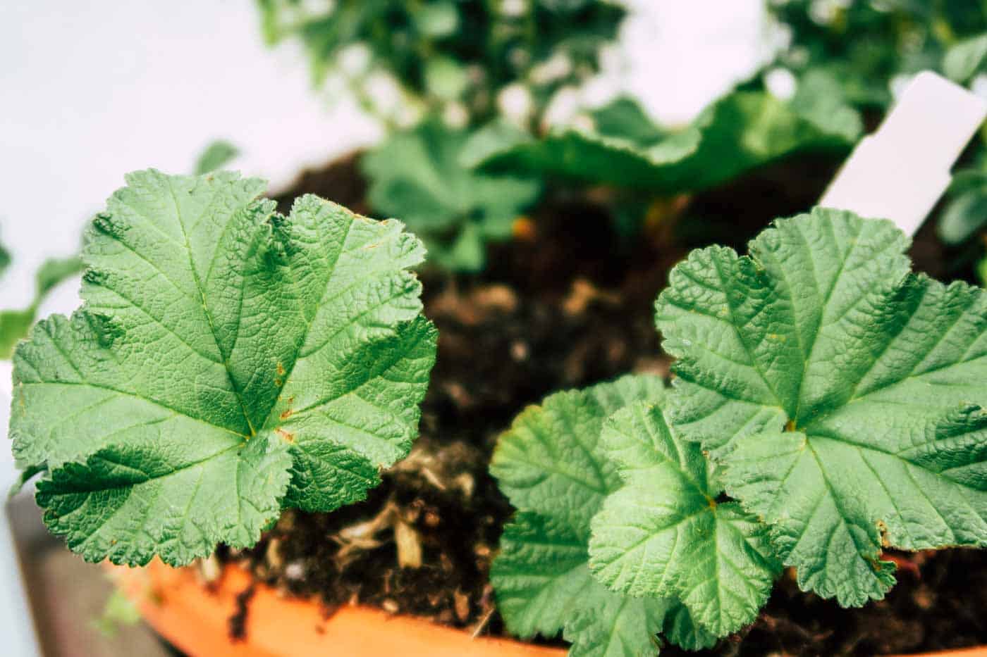 Hygge auf dem Balkon, Preiselbeeren, Moltebeeren, Blaubeeren, Deko, Sommer