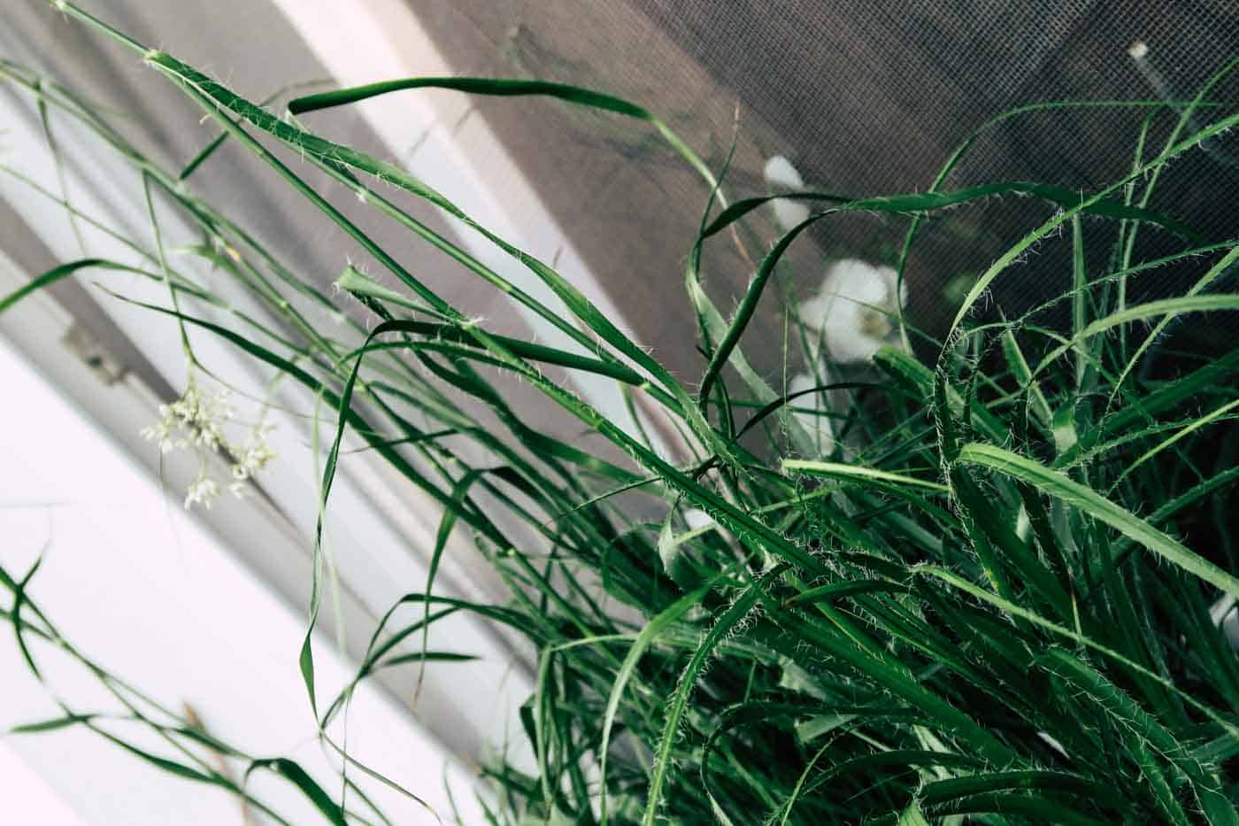 Hygge auf dem Balkon, Preiselbeeren, Moltebeeren, Blaubeeren, Deko, Sommer