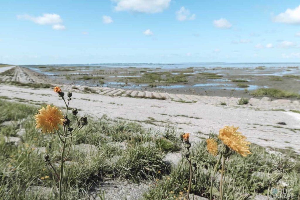 Rømø, Ribe, Vejers Strand Camping, dänische Nordsee Insel, Dänemark, Camping