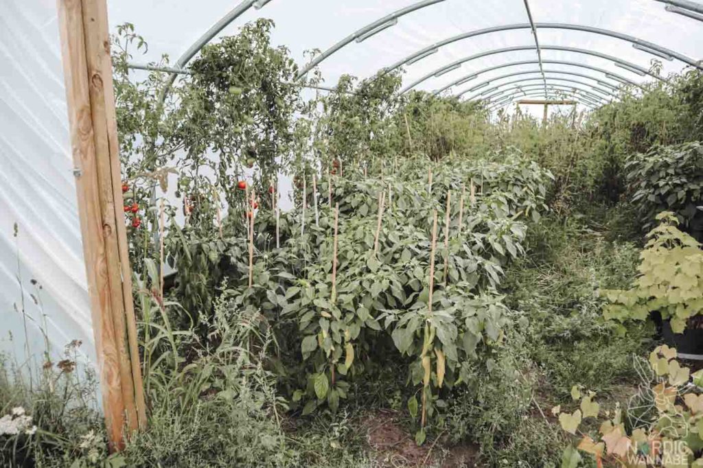 Camping in Dänemark, Camping Dänemark Nordsee, Campingplatz Dänemark, Wohnmobilstellplätze in Dänemark, Camping Dänemark Ostsee, Camping Dänemark Strand