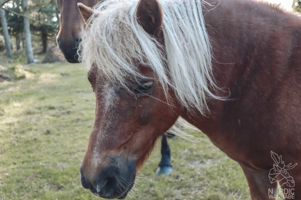 Camping in Dänemark, Camping Dänemark Nordsee, Campingplatz Dänemark, Wohnmobilstellplätze in Dänemark, Camping Dänemark Ostsee, Camping Dänemark Strand