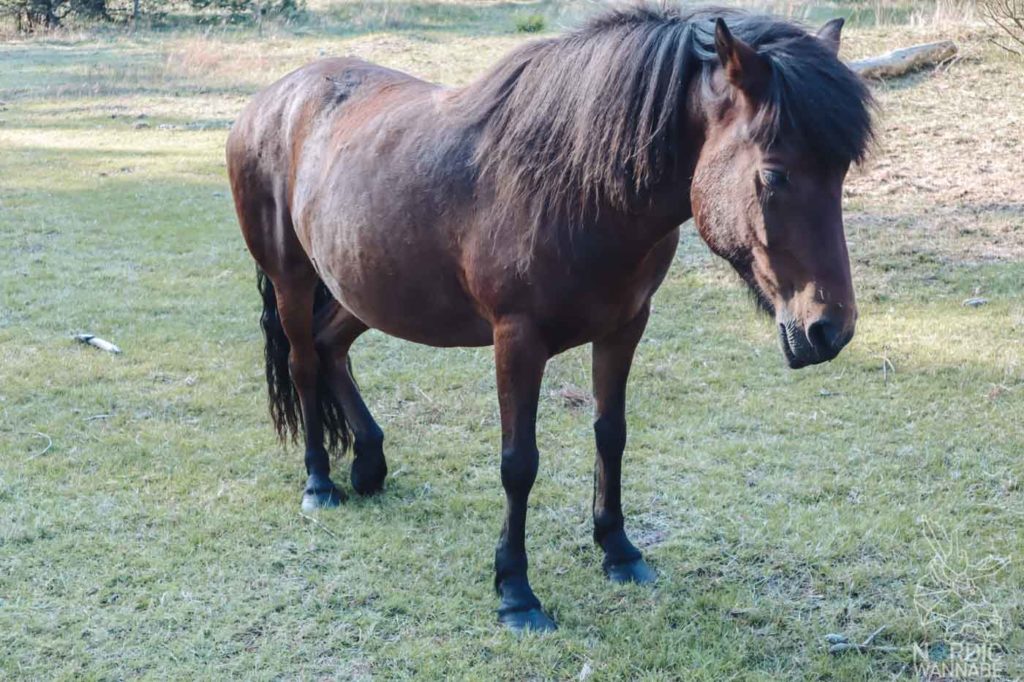 Camping in Dänemark, Camping Dänemark Nordsee, Campingplatz Dänemark, Wohnmobilstellplätze in Dänemark, Camping Dänemark Ostsee, Camping Dänemark Strand