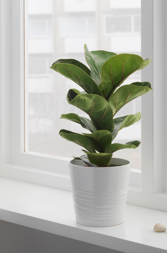 Urban Jungle, Einrichtung