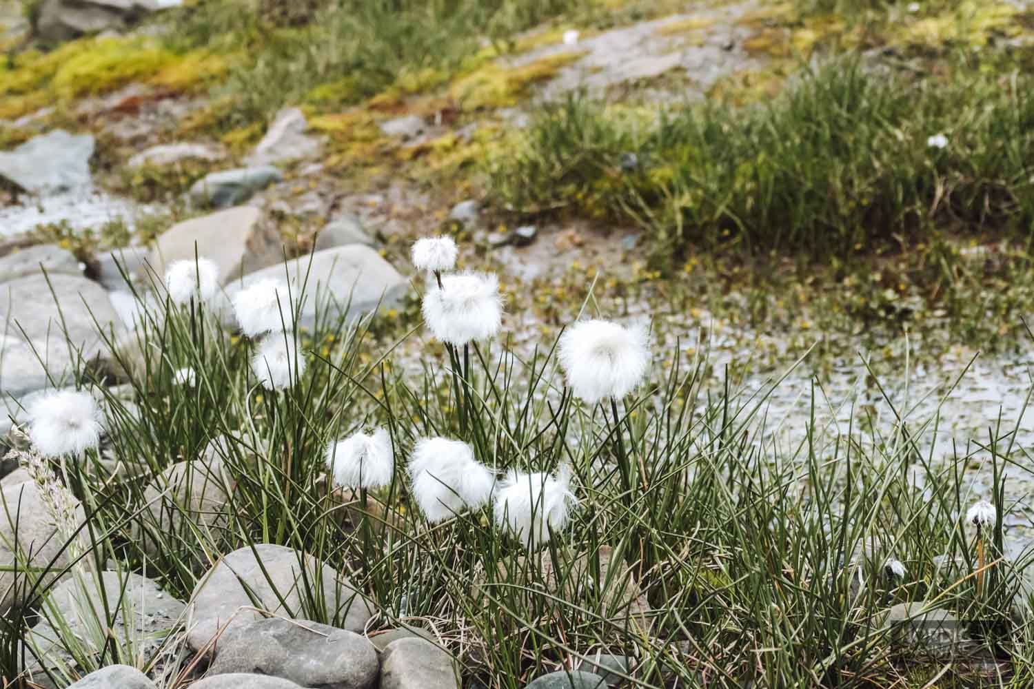 Spitzbergen AIDA Kreuzfahrtschiff Erfahrung
