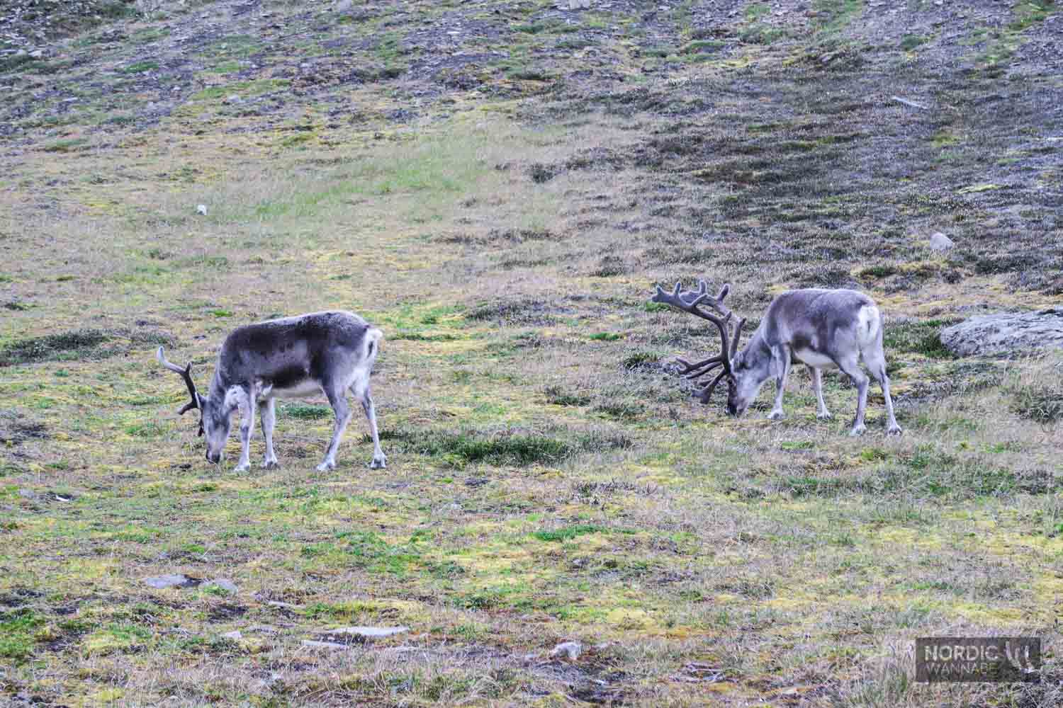 Spitzbergen AIDA Kreuzfahrtschiff Erfahrung